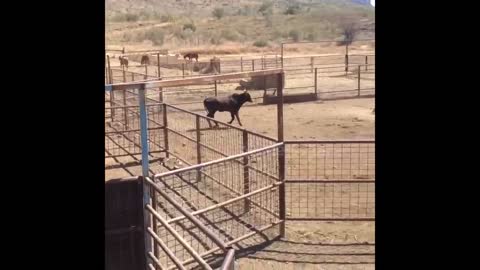 Bull leaps over 7ft high fence.mp4