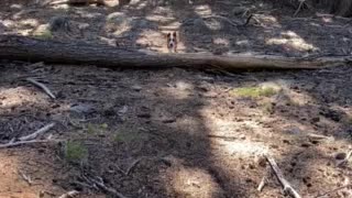 Baby Loki Jumping Logs