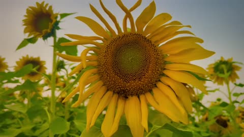 Sunflower cinematic view