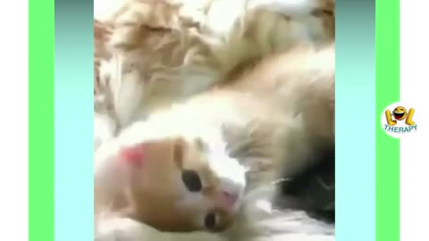 funny cat videos too cute #34
