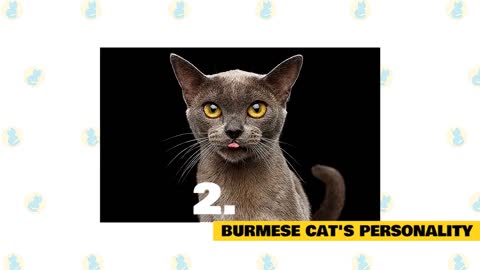 Facts & Myths " Burmese Cat 101