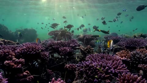 'Reef stars' revive Bali's dying coral