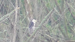 102 Toussaint Wildlife - Oak Harbor Ohio - Short Video Of Green Heron