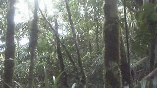 Jungle on top of Pena Blanca Ecuador
