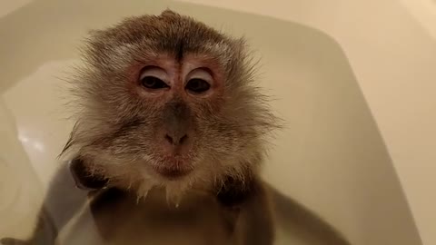 Monkey Loves a Bath