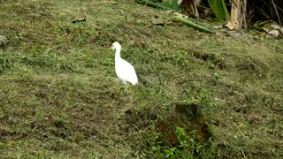 White Bird Tracing Worms In Field