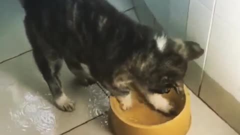 Dog splashing water from water bowl