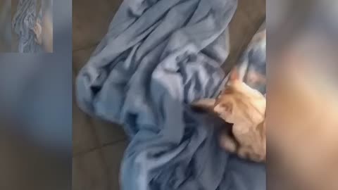 A cat rolling sheets