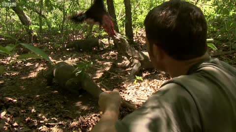 Komodo Dragons Attack! | Deadly 60 | Indonesia | Series 3 | BBC