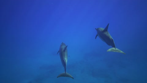 Dolphins Freedive, the Fun of Free Diving with Dolphins