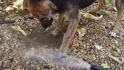How does a dog react to a hose with water.