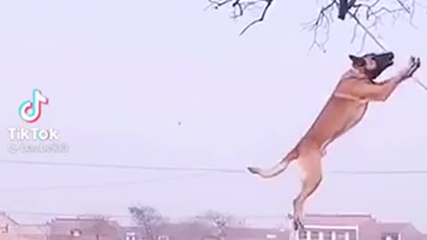 A Dog Professionally Climbing A Tall Tree