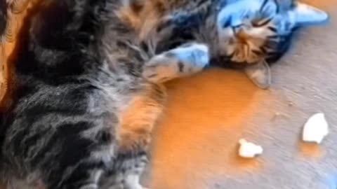 Lovable heart warming video of a toddler who wins the heart of her cat ....