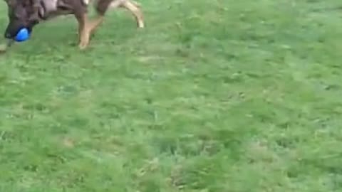 dog impressive training