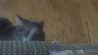 Cat steals cheese stick
