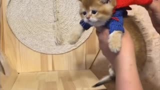 Superhero Kitten