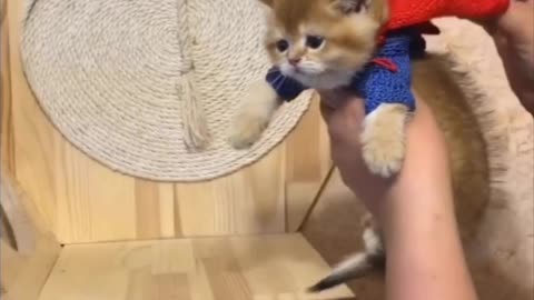 Superhero Kitten