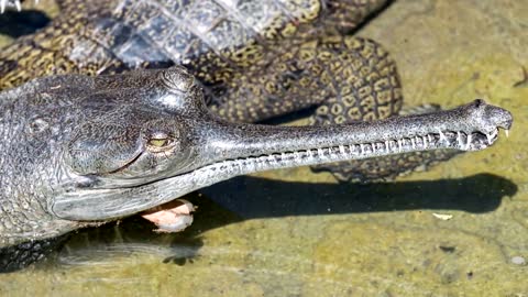 Gharial facts: the pointy crocodiles