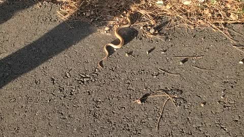 Baby gopher snake on path