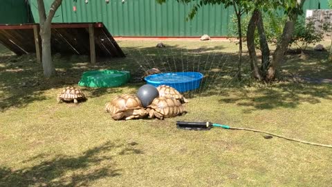 Even Tortoises Love Playing in the Sprinkler