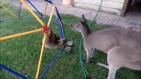 Baby Sloths Being Sloths the FUNNIEST Compilation