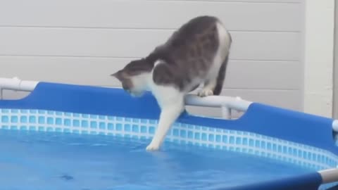 Curious cat falls into the pool