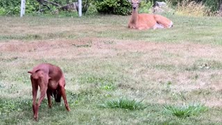 Dog Meets Deer