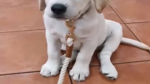 Adorable Dogs and Puppies Being Cute and Funny