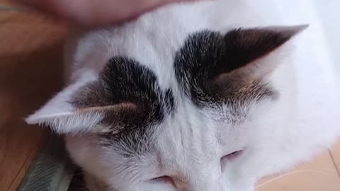 Touching a sleepy cat