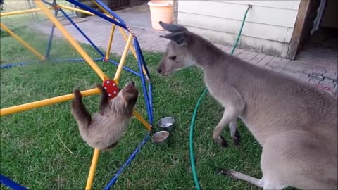 Sloth Running Team: We'll Get There When We Get There - Baby Sloths Funny Compilation_1080p