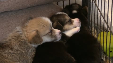 Baby dogs sleeping 🐕🐕 funny cute baby dog sleep short