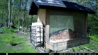 Hickory Creek - Hairynosed Woodpecker