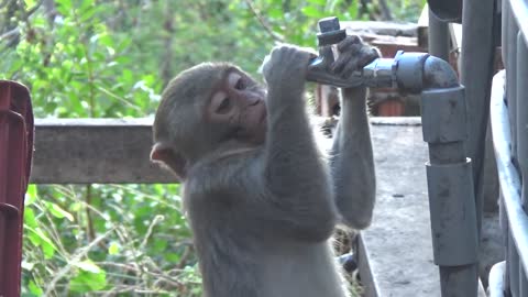 How Monkey Drink Water When Living Beside Human Social