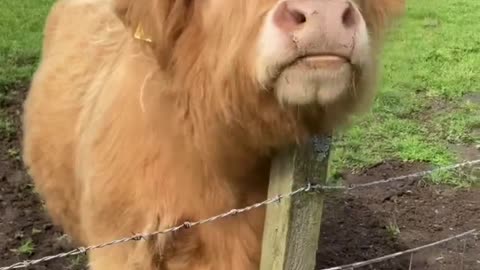 Animals - Cattle cow highland young bull farm Scotland -