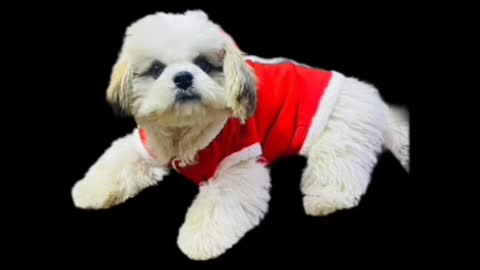 Cute dog is wearing Christmas costume