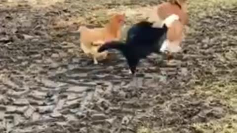 The cat is trying to annoy the hen's family