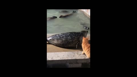 The seal was beaten by the cat and ran back, really poor