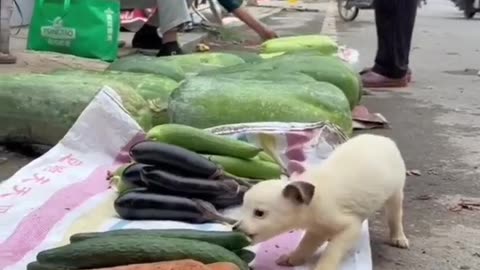 Now The Puppies Also Started Eating Vegetables #shorts #viral #shortsvideo #video