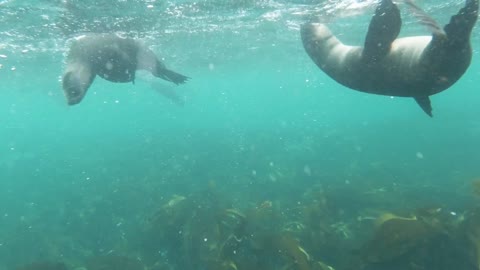 Seals Relaxing - Friendliest Seals