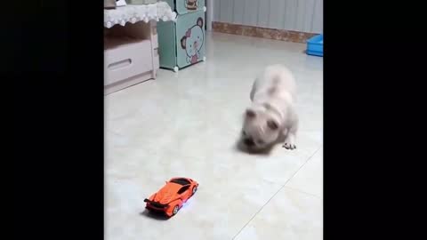 Dog first confused by car then scared by transformer😅