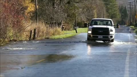 Salmon swim across a road in Skokomish River