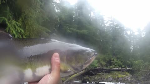 Guy Catches Salmon With His Bare Hands In Alaskan Stream
