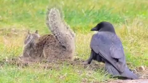Complicated and unique relationship between squirrel and crow.