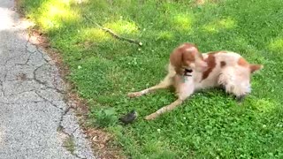 Gentle hunting dog plays with baby bird fallen from nest