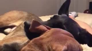 Dog cuddles on the bed