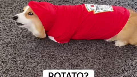 TIKTOK CUTE Corgi Says They Are A Potato To Their Owner 😂 Do you see a potato or a tomato?