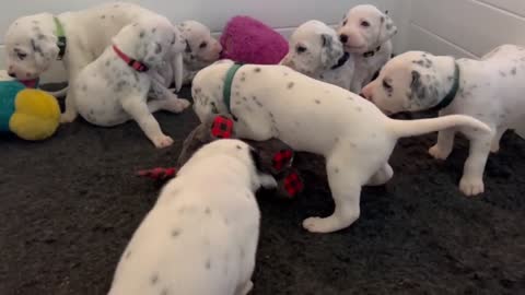 Dalmatian puppies play with toys for the first time