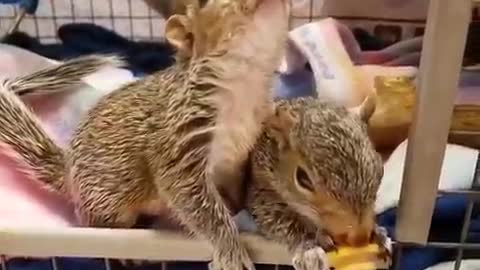 funny animals - funny animal videos ❤ funny animals fails ❤ laugh best funny videos