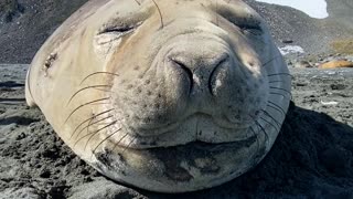 Seal Sneezes Sound Like Farts