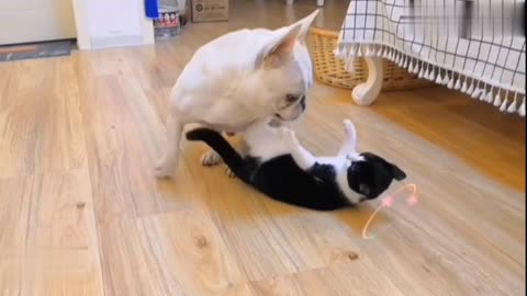 Funny See, a naughty dog ​​has ruined a cat's life by kicking it in the mouth
